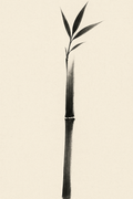 Take — bamboo, a single culm in sumi ink on warm off-white