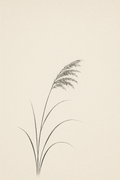 Susuki — autumn pampas grass leaning the way the wind went, sumi ink on warm off-white paper