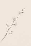 Ume — one plum branch with a few early buds on mostly quiet off-white paper